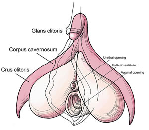 Metiodioplasty